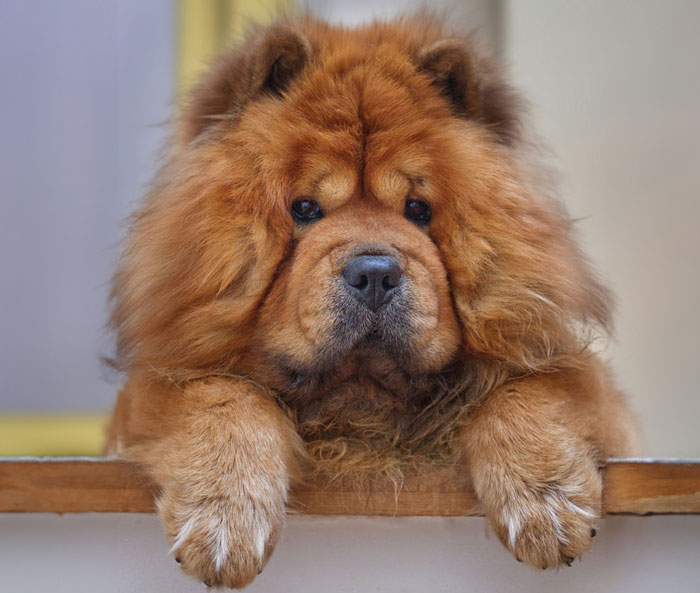 Fluffy dog with a thick coat resting its paws on a surface, embodying cuddliness.