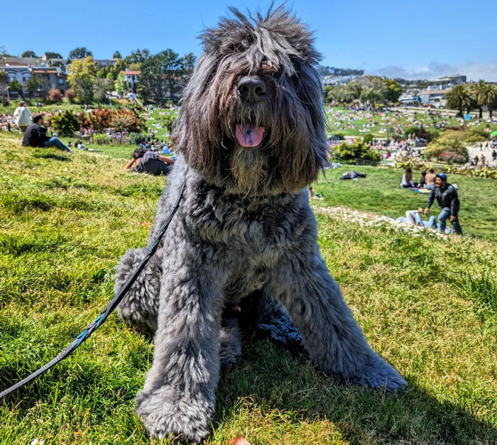 Fluffy dog sitting on grass, ideal for snuggling and cuddling, with a park scene in the background.