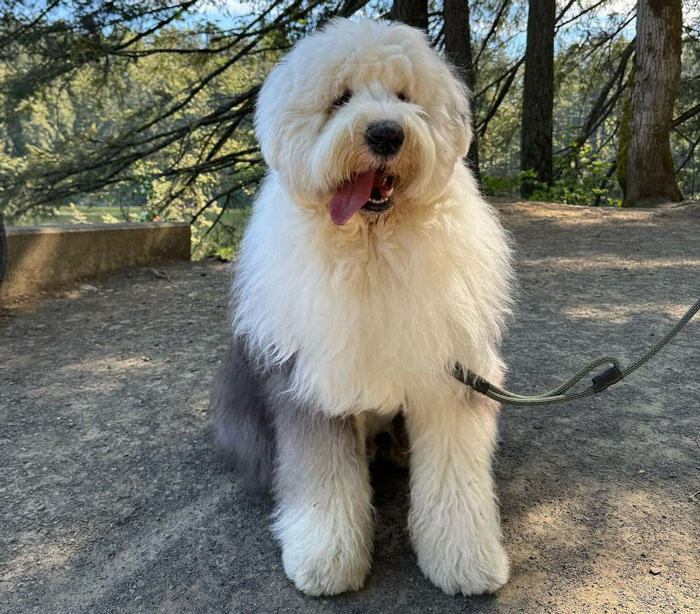 Fluffy dog on a leash in a wooded area, perfect for snuggling.