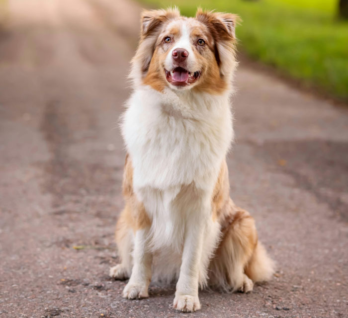 Fluffy dog sitting on a path, perfect for snuggling.