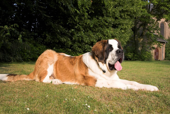 A big fluffy dog lying on green grass in a garden on a sunny day.