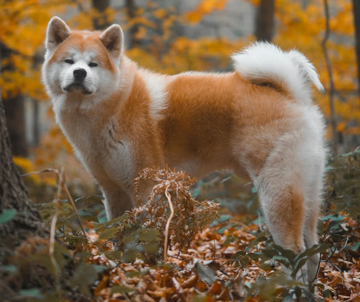 Fluffy dog standing in a forest with autumn leaves, perfect for snuggling.