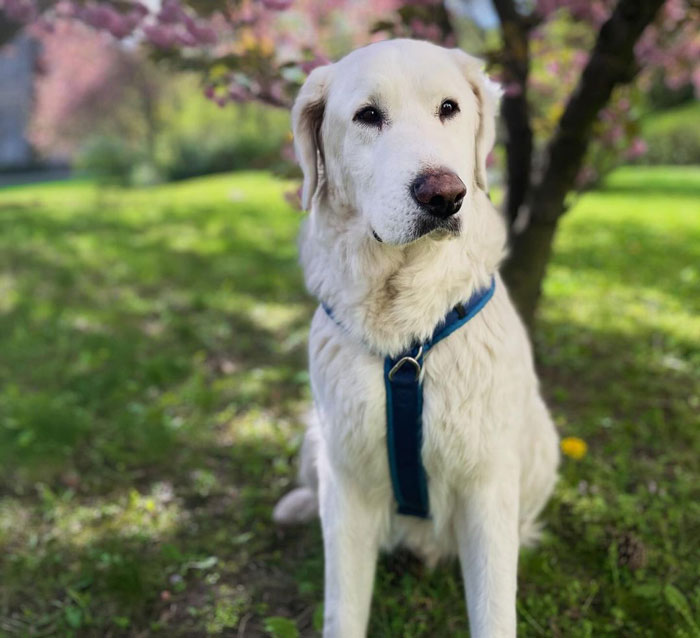 Big fluffy dog sitting on grass in a garden, wearing a blue harness, with a soft expression.