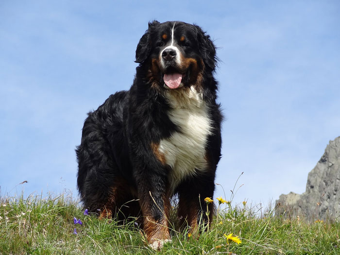 A big fluffy dog stands on a grassy hill under a clear blue sky.