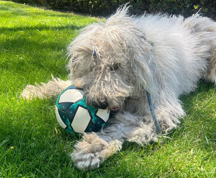 Fluffy dog playing with a soccer ball on the grass, showcasing one of the big breeds perfect for cuddling.