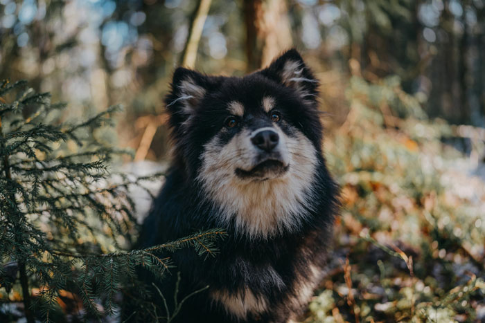 Big fluffy dog with a thick coat outdoors in a forest setting.