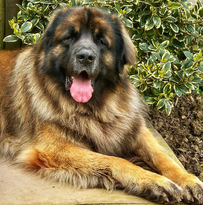 Fluffy dog resting on the ground, displaying its thick fur and friendly expression.