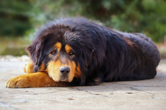 Big fluffy dog relaxing on a stone surface, highlighting its thick, cuddly fur.