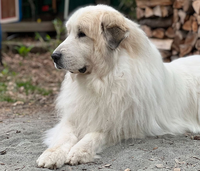 Big fluffy dog resting outdoors, surrounded by logs and greenery.