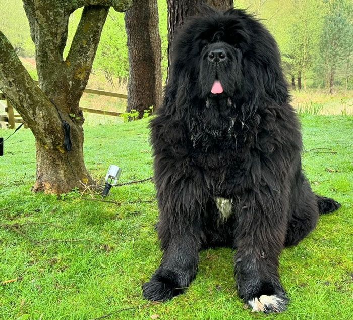 A big fluffy dog sitting on grass, perfect for cuddling and snuggling.