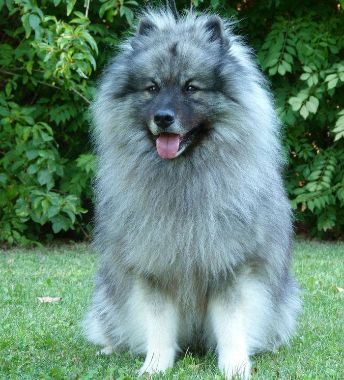 Fluffy dog sitting in grass, perfect for cuddling and snuggling.