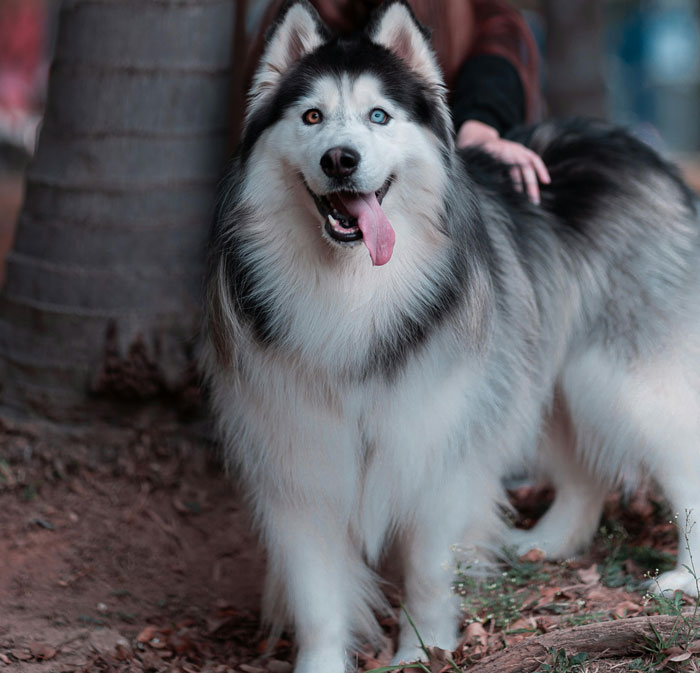 Big fluffy dog with heterochromia standing outdoors, ready for snuggling.