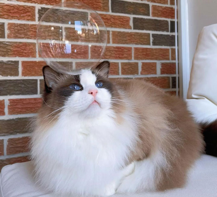 Fluffy domestic cat with blue eyes sitting indoors, a bubble floating above its head.
