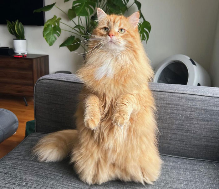 Fluffy orange domestic cat sitting upright on a gray couch in a cozy living room.