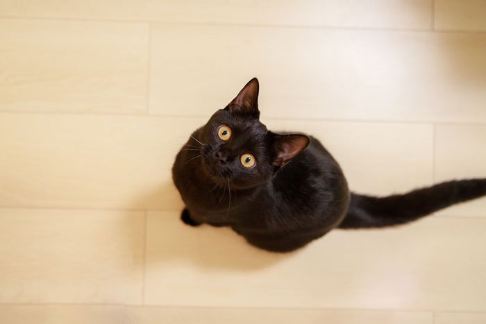Black cat with striking yellow eyes looking up, sitting on a light wooden floor.