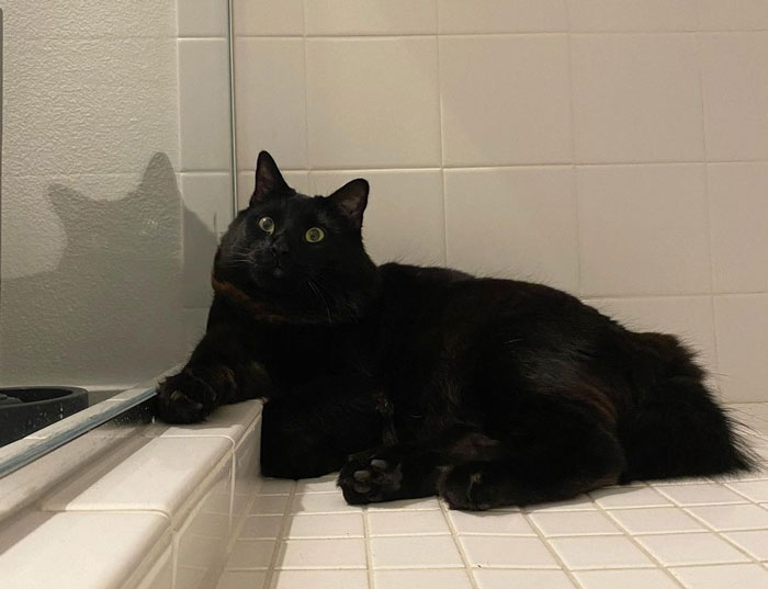 Black cat with green eyes lounging on white tiled floor.