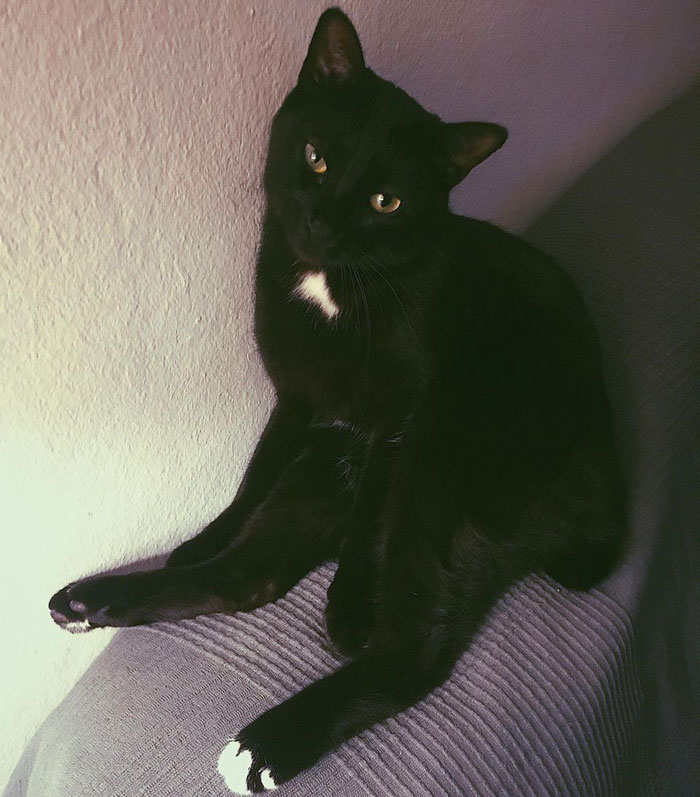 Black cat with green eyes sitting on a grey sofa, showcasing distinct white patches on chest and paws.