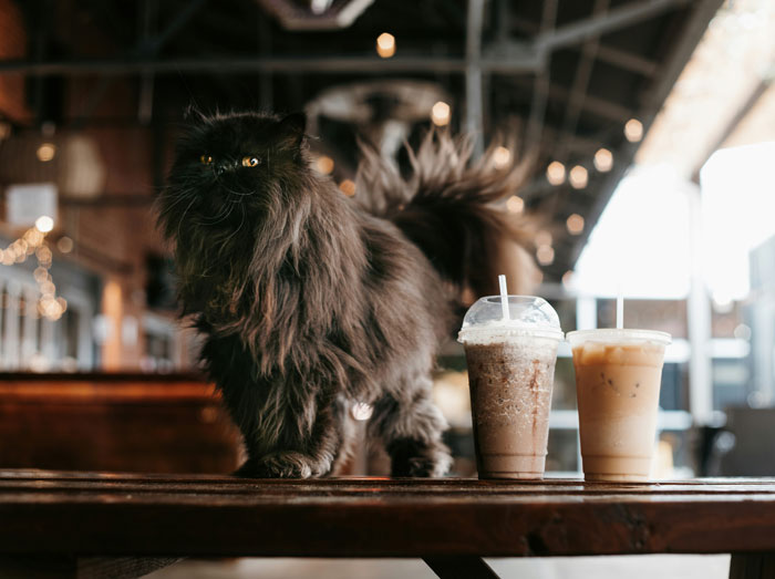 Fluffy black cat standing on a table near two iced drinks in a caf&eacute; setting.