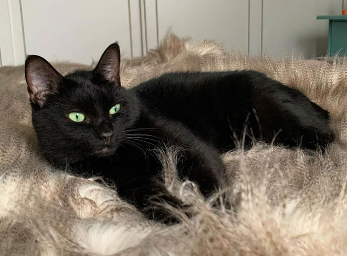 Black cat with green eyes lounging on a soft blanket.