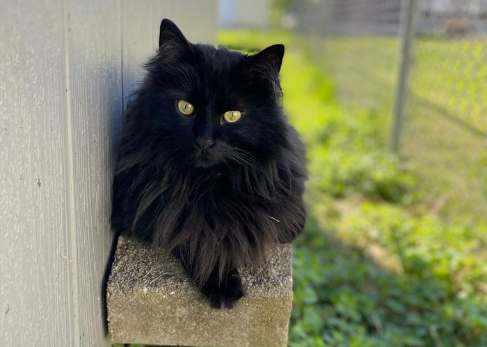 Fluffy black cat with bright eyes lounging on a concrete block outdoors.