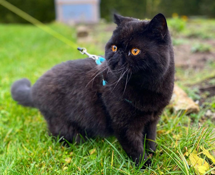 Black cat with bright orange eyes on a leash in a grassy garden.