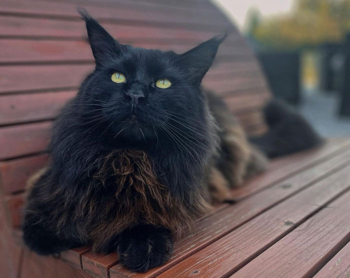 Black cat with bright eyes lounging on a wooden bench, showcasing enchanting features.