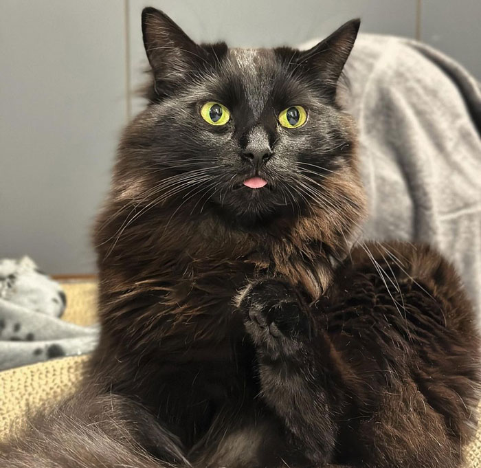 Fluffy black cat with bright green eyes and pink tongue sticking out, sitting on a blanket.