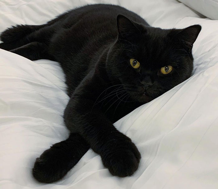 A black cat with golden eyes lounging on a white blanket, representing black cat breeds.