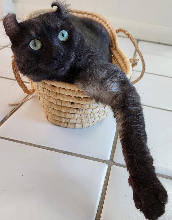 Black cat with blue eyes lounging in a small woven basket on a tiled floor.