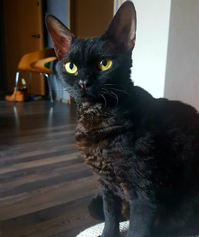 Curly-haired black cat with yellow eyes sitting in a modern living room.