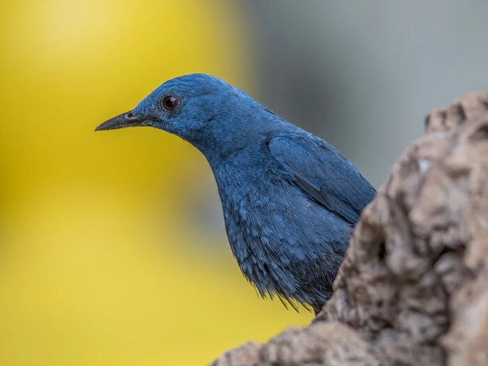 Michael Sanchez Made Birding History With His Photos Of Rare Blue Rock Thrush