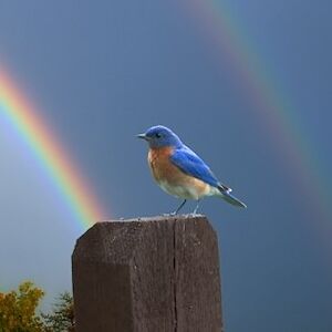 meredithlanebrown avatar