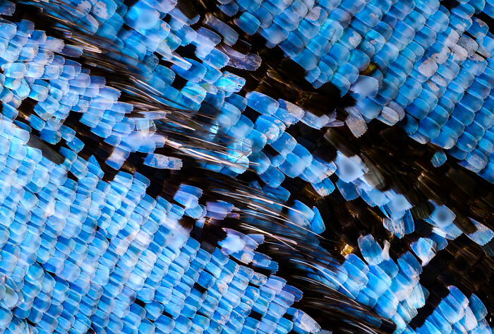 Butterflies’ Scale Nano-Structures Are So Powerful That They Don’t Fade From Ultraviolet Sun Rays Butterflies’ Scale Nano-Structures Are So Powerful That They Don’t Fade From Ultraviolet Sun Rays