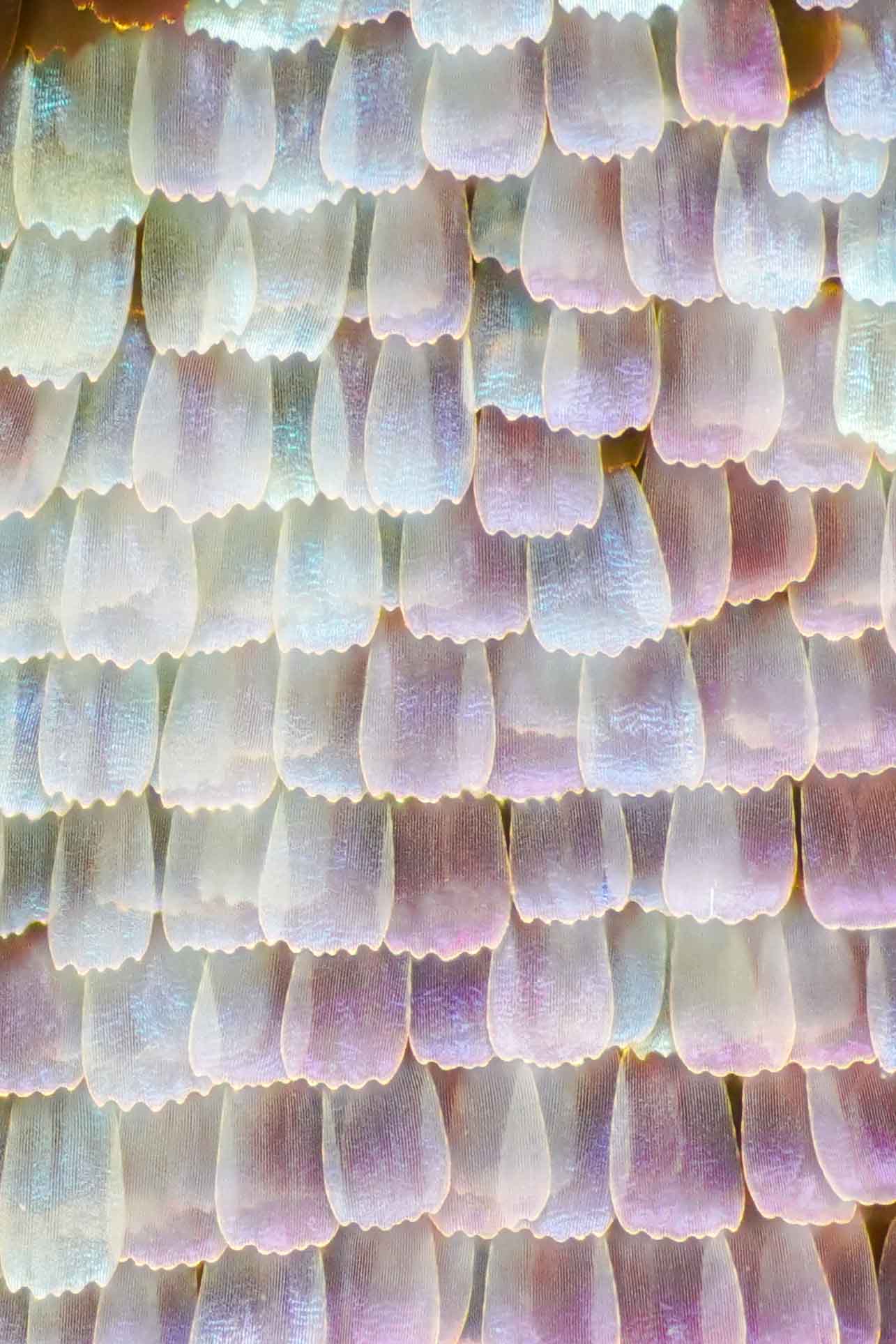 Butterflies’ Scale Nano-Structures Are So Powerful That They Don’t Fade From Ultraviolet Sun Rays Butterflies’ Scale Nano-Structures Are So Powerful That They Don’t Fade From Ultraviolet Sun Rays