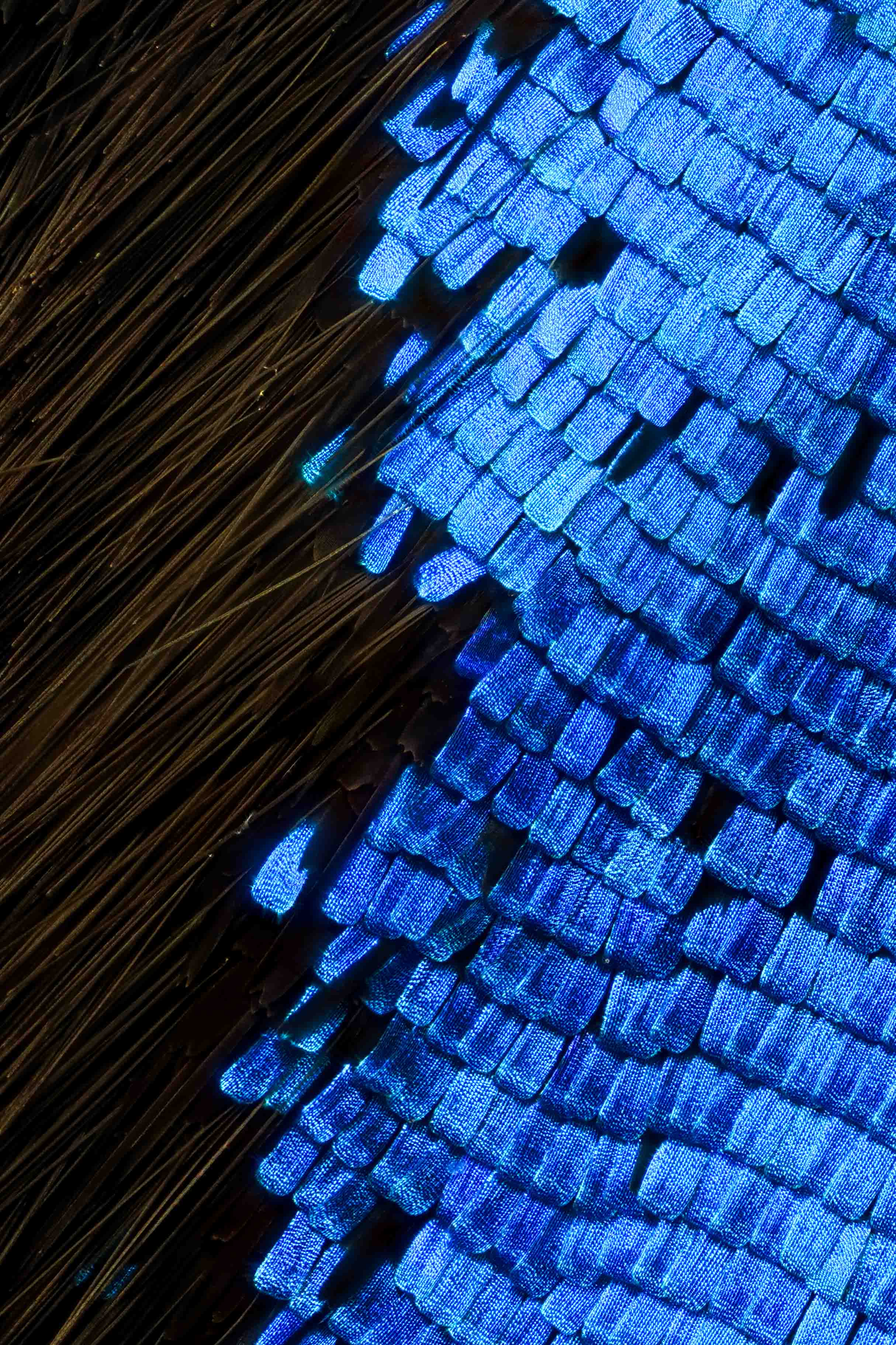 Butterflies’ Scale Nano-Structures Are So Powerful That They Don’t Fade From Ultraviolet Sun Rays Butterflies’ Scale Nano-Structures Are So Powerful That They Don’t Fade From Ultraviolet Sun Rays