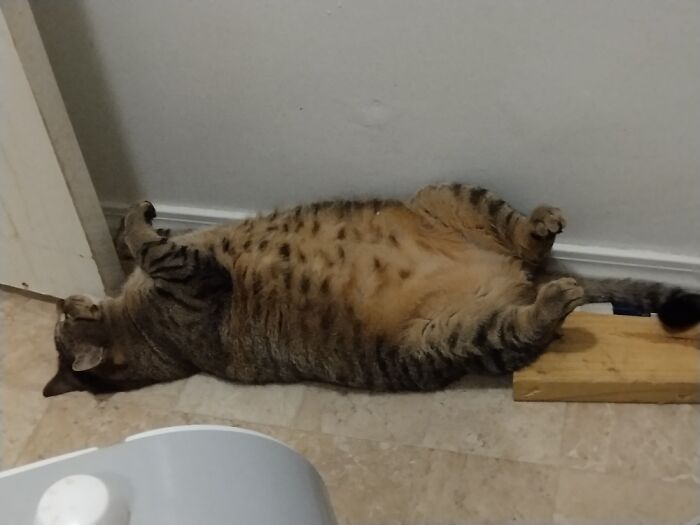 Audi Sleeping With Curled Feet. Not One Bean In Sight!