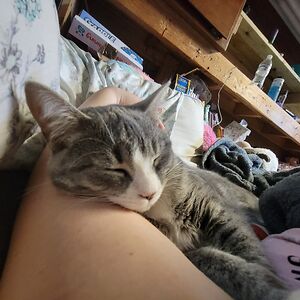 monkeymoo1811 avatar