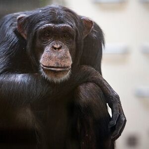 szaszi-uto-zoltan avatar