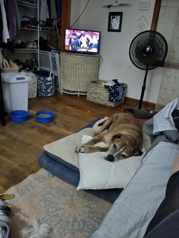 Jasper, My 15++ Red Brindle Pit