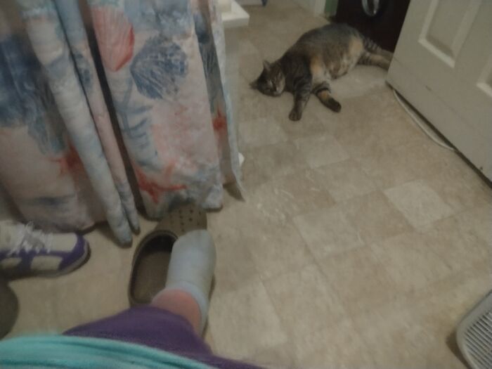 Our Pet Soft Can-Opener Wearing Blue Fur On Her Peets