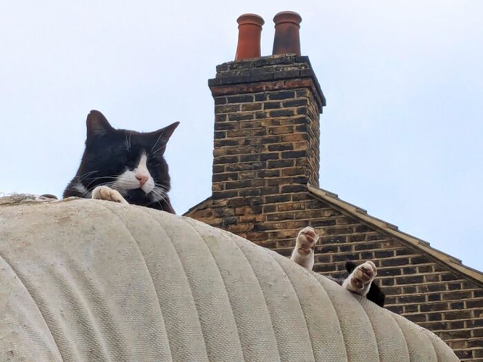 Coolest Cat In My Neighborhood