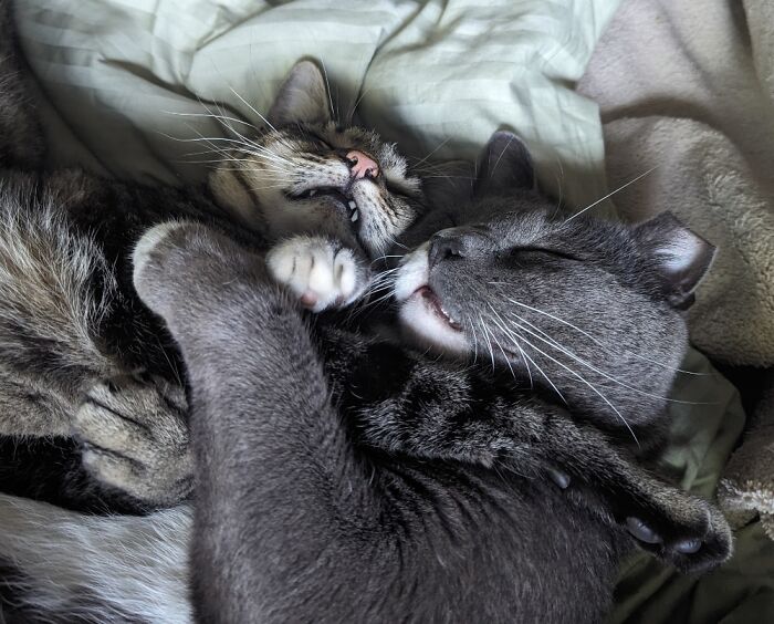 My Two Feral Cats Who Have Adopted Me