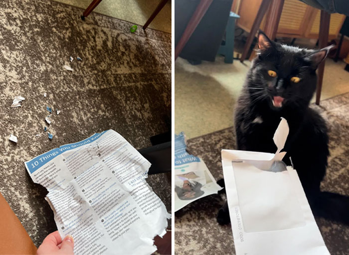 Guess Who Ate My Mail