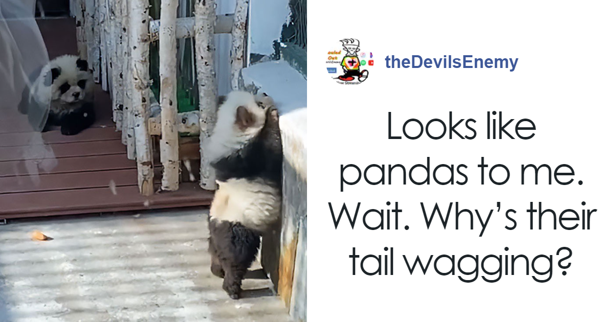 Outrage After Zoo’s Panda Exhibit Turns Out To Be Dogs Dyed Black And White
