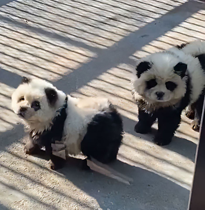 Outrage After Zoo&rsquo;s Panda Exhibit Turns Out To Be Dogs Dyed Black And White