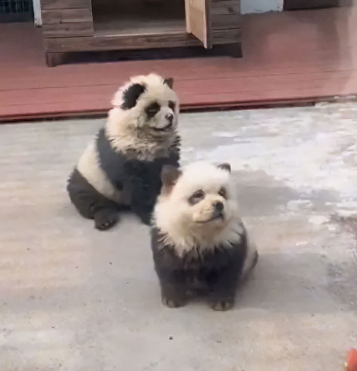 Outrage After Zoo&rsquo;s Panda Exhibit Turns Out To Be Dogs Dyed Black And White