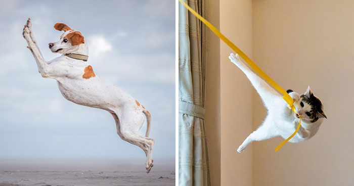 If You’re Having A Bad Day, These 30 Finalists From The Comedy Pet Awards May Boost Your Mood