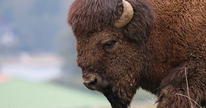 Bison Gets Sweet Revenge After Drunk Man Suffers Injury And Gets Arrested For Kicking The Animal