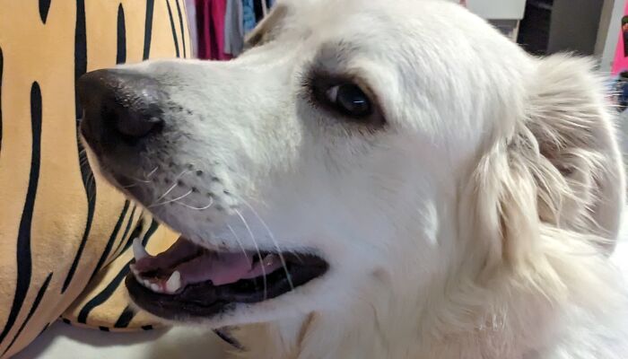 Hey Pandas, Share A Pic Of Your Dog At Its Goofiest! (Closed)