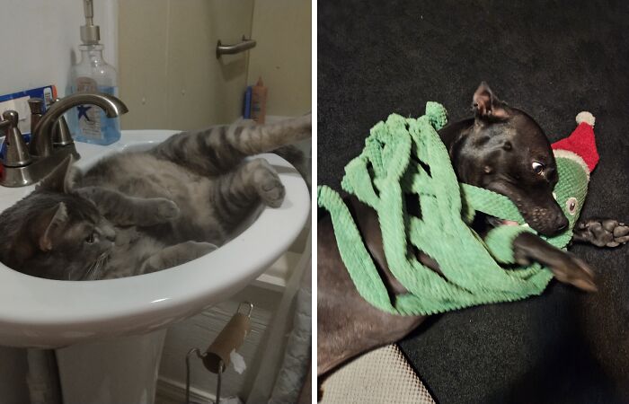 Hey Pandas, Show Us Your Funniest Animal Photos (Closed)